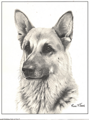 German-Shepart