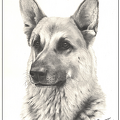 German-Shepart