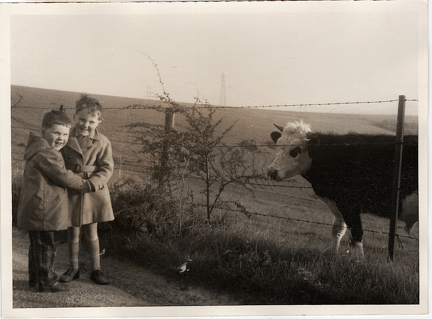 boysandcow